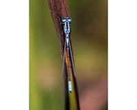 Eastern Forktail Damselfly